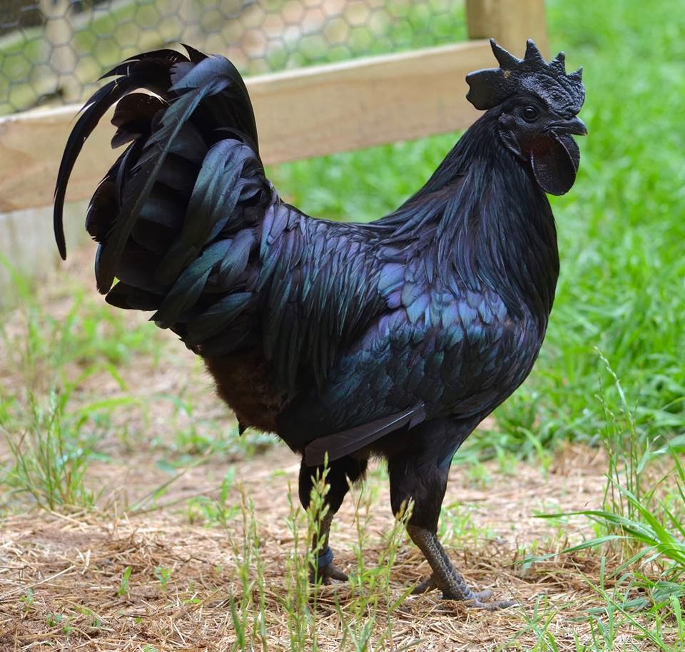 Ayam Cemani