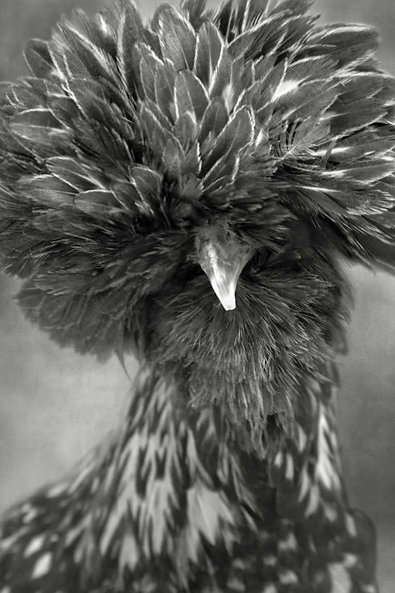 Literary Chickens by Beth Moon