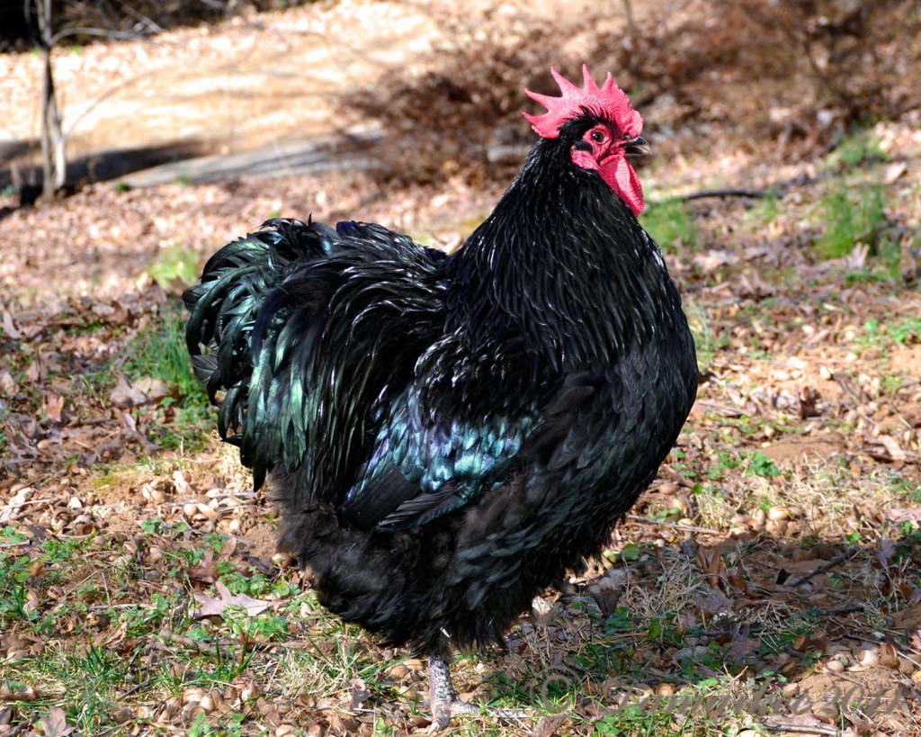 Black Orpington Chicken