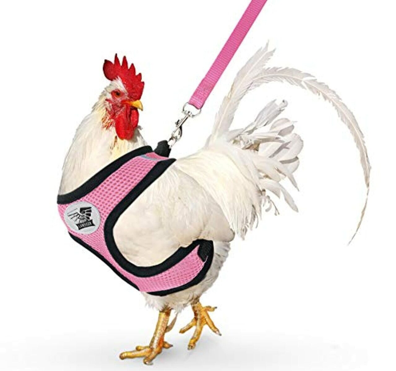 Chicken Harness