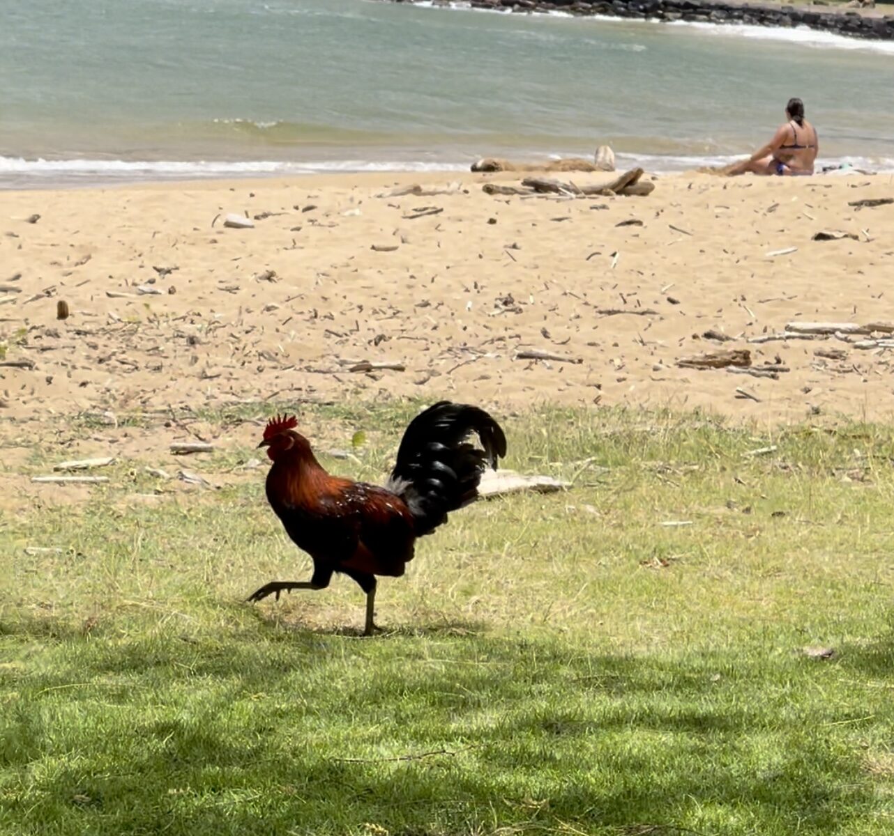 Chicken on the Beach