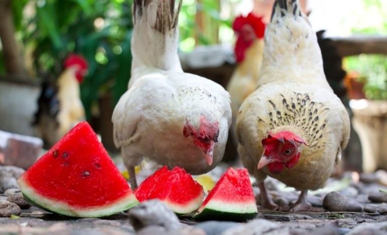 Keep Your Chickens Cool This Summer