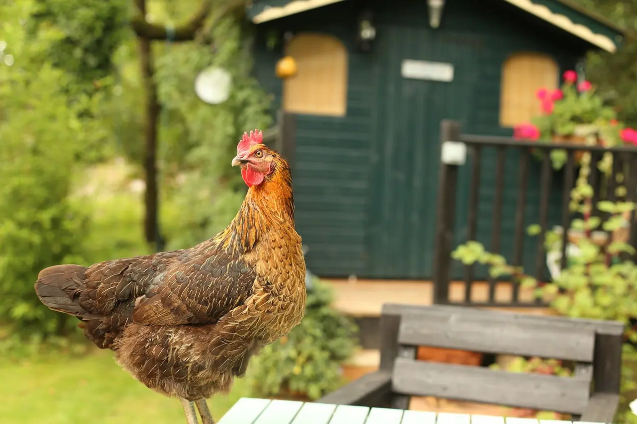 Chicken Toys