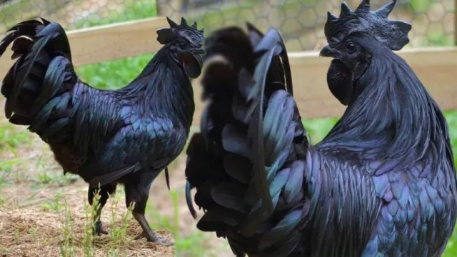 Ayam Cemani